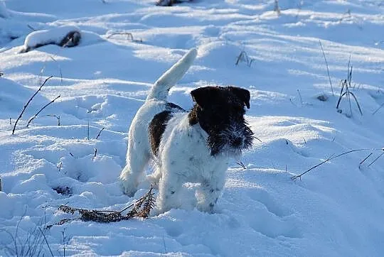 Jack Russell Terrier - 6 miesięczny szczeniak Hodo, Gdynia