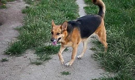 Boska dama do pokochania! Do adopcji :), łódzkie