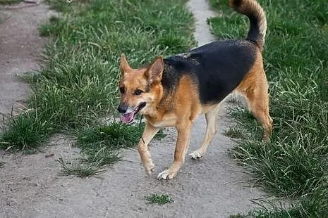 Boska dama do pokochania! Do adopcji :), łódzkie Sieradz