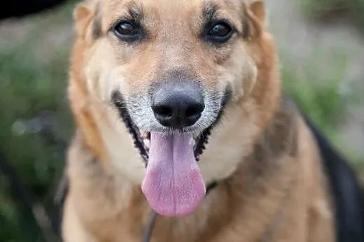 Boska dama do pokochania! Do adopcji :),  łódzkie 