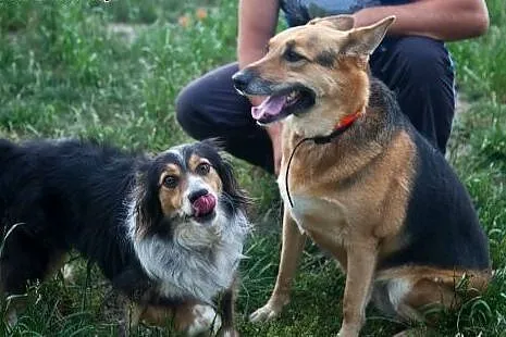 Boska dama do pokochania! Do adopcji :),  łódzkie 