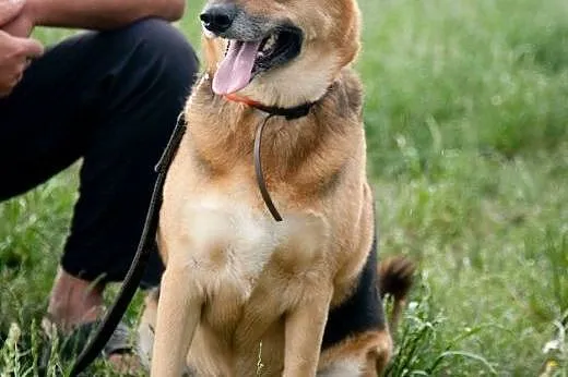 Boska dama do pokochania! Do adopcji :),  łódzkie 