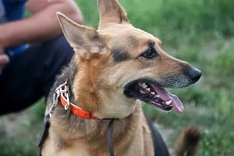 Boska dama do pokochania! Do adopcji :),  łódzkie 