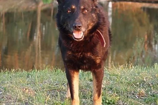 Toffik-chciałby już miec swojego człowieka,  Kunde