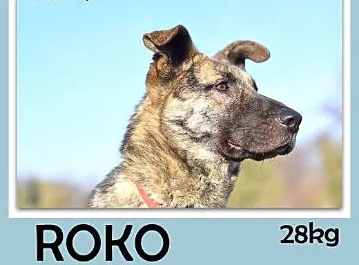 27kg,owczarek niem.mix,łagodny,wesoły,towarzyski p