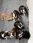 BOSTON TERRIER, Szczeniak na sprzedaż Kontakt przez Whatsapp... +48736614543