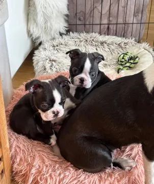 BOSTON TERRIER, Szczeniak na sprzedaż Kontakt przez Whatsapp... +48736614543, , Wyczos
