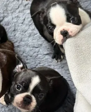 BOSTON TERRIER, Szczeniak na sprzedaż Kontakt przez Whatsapp... +48736614543, , Wyczos