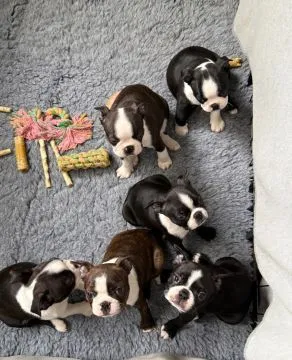 BOSTON TERRIER, Szczeniak na sprzedaż Kontakt przez Whatsapp... +48736614543