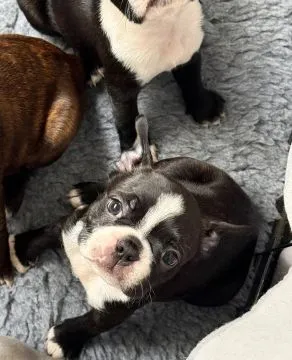 BOSTON TERRIER, Szczeniak na sprzedaż Kontakt przez Whatsapp... +48736614543, , Wyczos