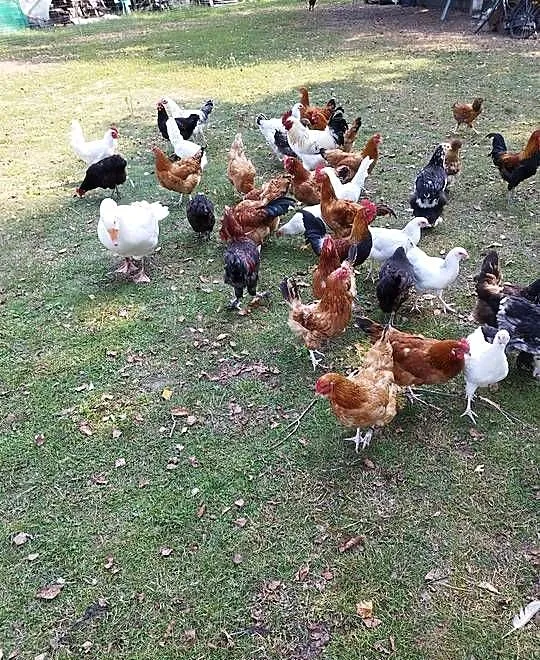 Kogut, młode koguty, szczepione, różne rasy, Podkarpackie, Kolbuszowa
