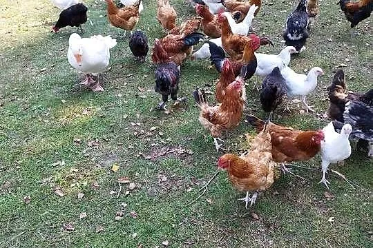 Kogut, młode koguty,  szczepione, różne rasy, Podkarpackie, Kolbuszowa