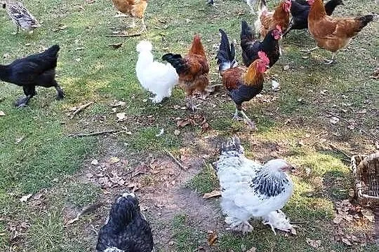 Kogut, młode koguty,  szczepione, różne rasy, Podkarpackie, Kolbuszowa