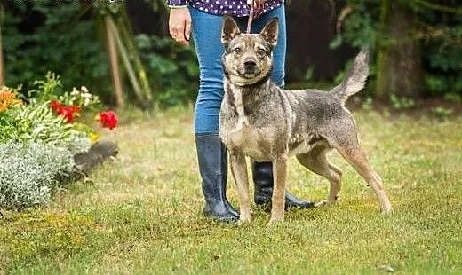 Fafik, młody psiak, dzieciolubny i wesoły szuka do