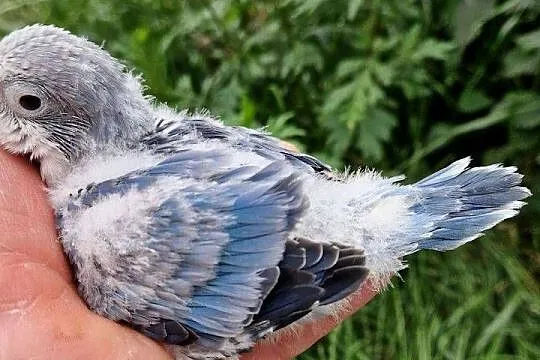 Papużki do ręcznego karmienia łatwo się oswajają i można nauczyć je mówić, Wielkopolskie, Poznań