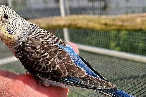 Papużki do ręcznego karmienia łatwo się oswajają i można nauczyć je mówić, Wielkopolskie, Poznań