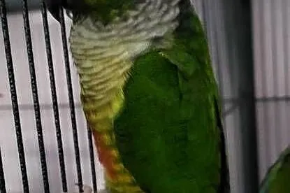 Papuga rudosterka 2 szt ręcznie wykarmione oddam, Świętokrzyskie, Sędziszów