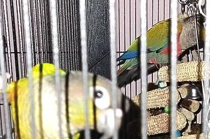 Papuga rudosterka 2 szt ręcznie wykarmione oddam, Świętokrzyskie, Sędziszów