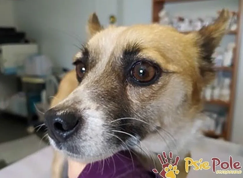 MIKRETKA-Maleńka odrobinę nieśmiała sunia szuka troskliwego domu, adopcja, Małopolskie, Kraków