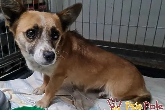 MIKRETKA-Maleńka odrobinę nieśmiała sunia szuka troskliwego domu, adopcja, Małopolskie, Kraków