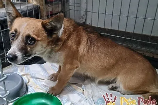 MIKRETKA-Maleńka odrobinę nieśmiała sunia szuka troskliwego domu, adopcja, Małopolskie, Kraków