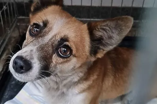MIKRETKA-Maleńka odrobinę nieśmiała sunia szuka troskliwego domu, adopcja, Małopolskie, Kraków