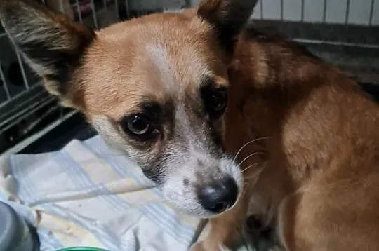 MIKRETKA-Maleńka odrobinę nieśmiała sunia szuka troskliwego domu, adopcja, Małopolskie, Kraków