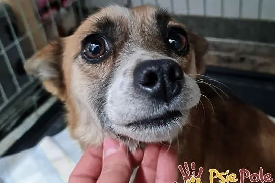 MIKRETKA-Maleńka odrobinę nieśmiała sunia szuka troskliwego domu, adopcja, Małopolskie, Kraków