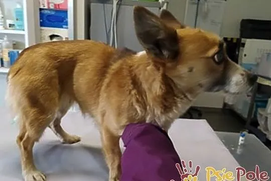 MIKRETKA-Maleńka odrobinę nieśmiała sunia szuka troskliwego domu, adopcja, Małopolskie, Kraków