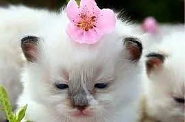 Ragdoll ragdollowe dziewczynki