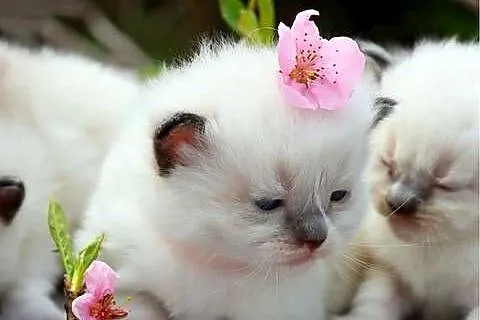 Ragdoll ragdollowe dziewczynki, Łódzkie, Piorunówek