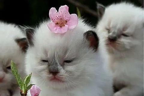 Ragdoll ragdollowe dziewczynki, Łódzkie, Piorunówek