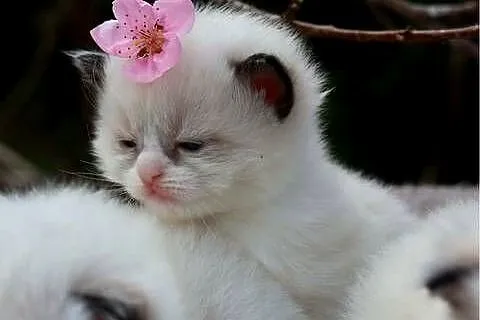 Ragdoll ragdollowe dziewczynki, Łódzkie, Piorunówek