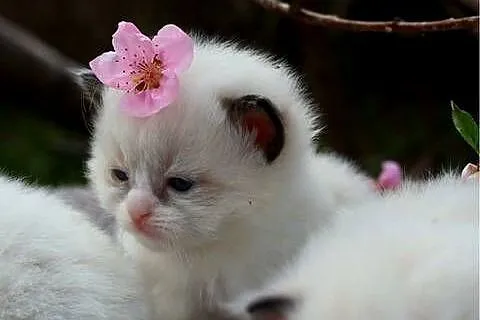 Ragdoll ragdollowe dziewczynki, Łódzkie, Piorunówek
