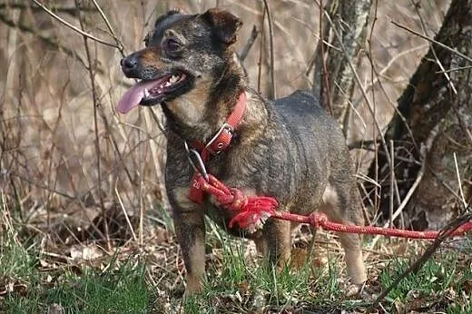 Kulka – malutka, mądra sunia czeka na dom!,  łódzkie Łódź