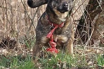 Kulka – malutka, mądra sunia czeka na do