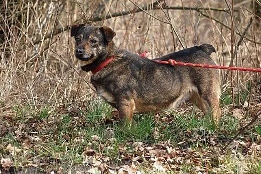 Kulka – malutka, mądra sunia czeka na do