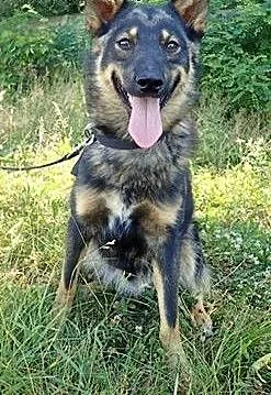 Aron- roczny psiak średniej wielkości, śląskie Bi