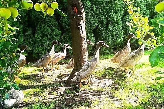 Kaczki biegusy indyjskie, Pomorskie, Lębork