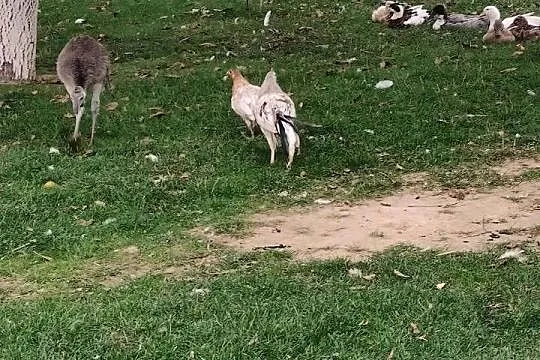 Kogut Feniks, Wielkopolskie, Osieczna