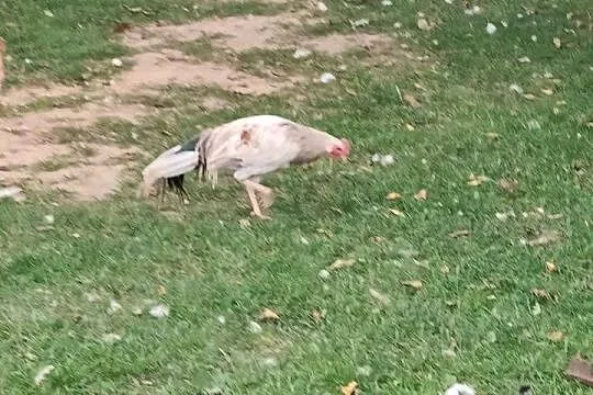 Kogut Feniks, Wielkopolskie, Osieczna