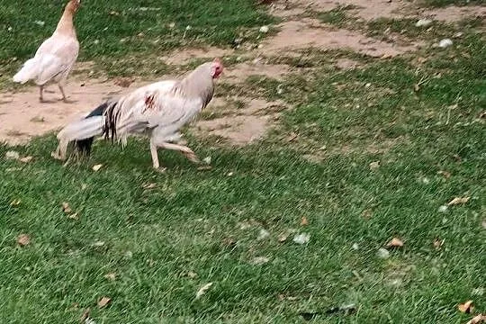 Kogut Feniks, Wielkopolskie, Osieczna