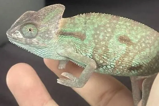 kameleon jemeński wraz z terrarium i wsyztsko co potrzebne