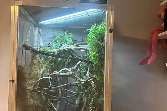 kameleon jemeński wraz z terrarium i wsyztsko co potrzebne, Lubelskie, Zamość