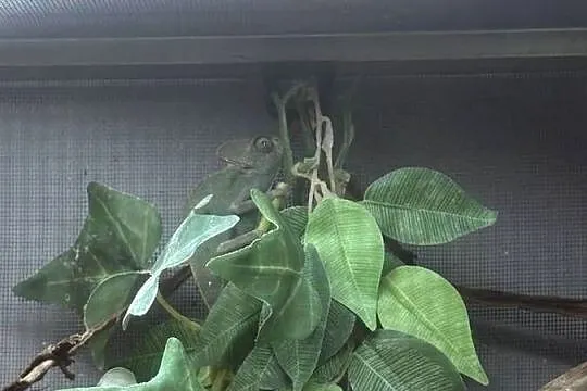 kameleon jemeński wraz z terrarium i wsyztsko co potrzebne, Lubelskie, Zamość