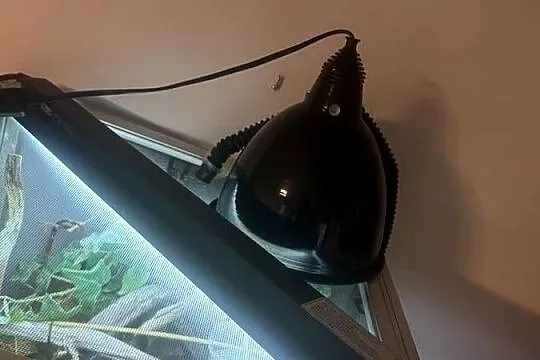kameleon jemeński wraz z terrarium i wsyztsko co potrzebne, Lubelskie, Zamość