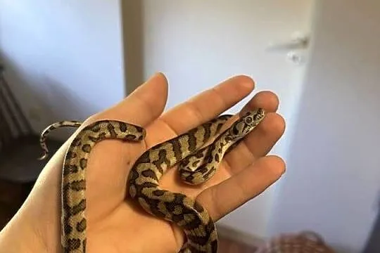Pyton dywanowy - Morelia Spilota samica