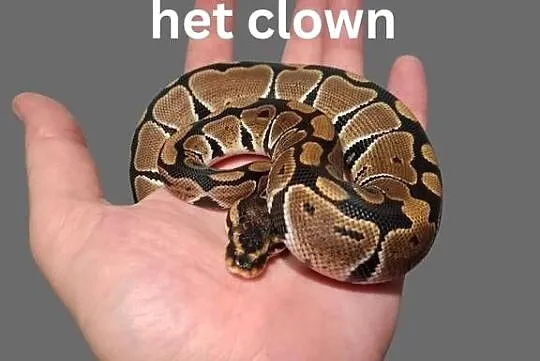 Pyton Królewski Classic het Clown samczyk