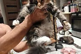 Kotka Maine coon z rodowodem bardzo dobre zaplecze genetyczne do hodow