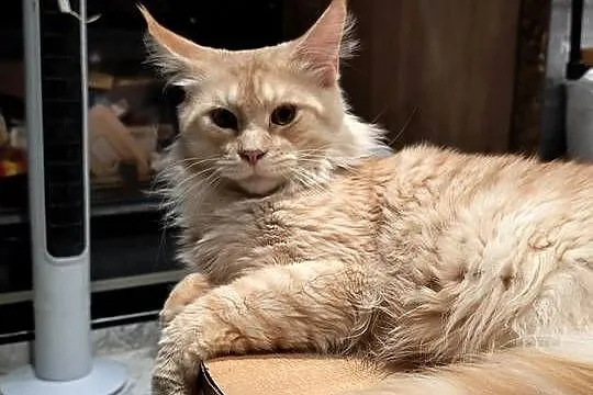 Kotka Maine coon z rodowodem bardzo dobre zaplecze genetyczne do hodow, Świętokrzyskie, Prawęcin